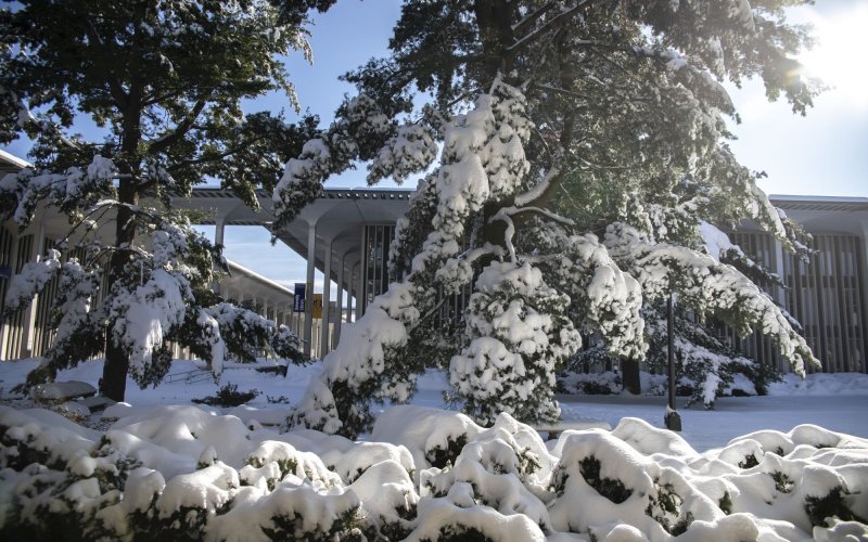 Pine trees, laden with snow, in front of an academic building on the UAlbany campus