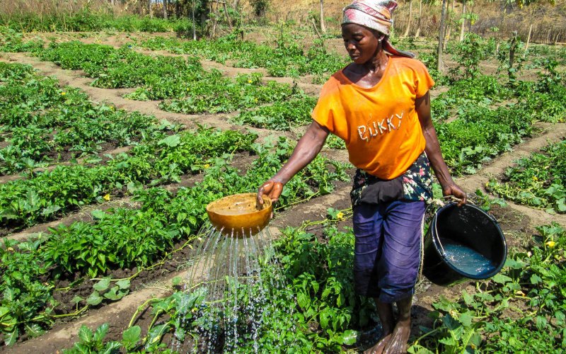 A woman waters crops in a field in Ghana