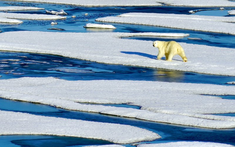 A polar bair walks on sea ice in the Chuckchi Sea in the Arctic.