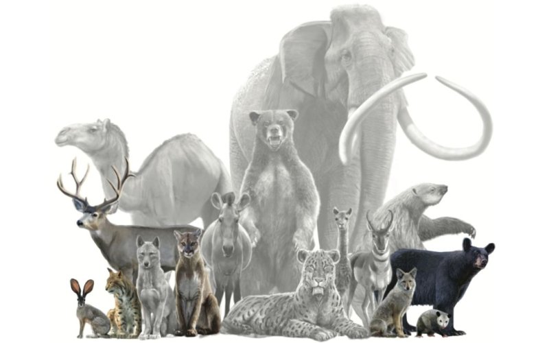 Illustration depicts mammals that have roamed Southern California both past and present. Animals that appear in color are alive today. Animals that appear in black and white have gone extinct.