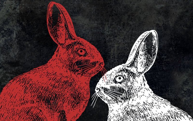 drawing of a red rabbit alongside a white rabbit