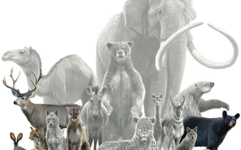 Extinct North American mammals including various types of camels, bears and sloths