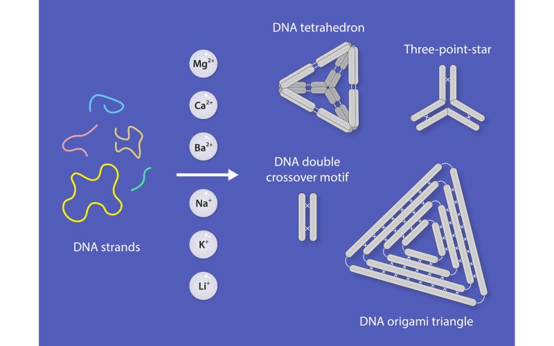 Figure displaying graphical representation of four DNA nanostructures. From left to right, the figure shows DNA strands, then six gray circles labeled with six chemical elements (Mg2+, Ca2-, Ba2+, Na+, K-, Li+) and an arrow pointing to the right, where there are four DNA nanostructure shapes including DNA tetrahedron, three-point star, DNA double crossover motif, and DNA origami triangle. All graphical elements are set against a blue background. 