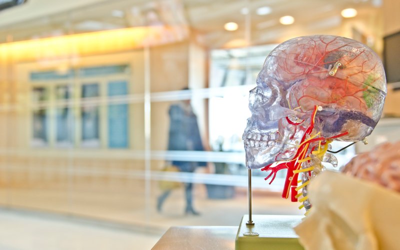 A colorful plastic anatomical model of a human skull rests on a table; the background is a glass wall with a hallway and person walking behind the glass. 