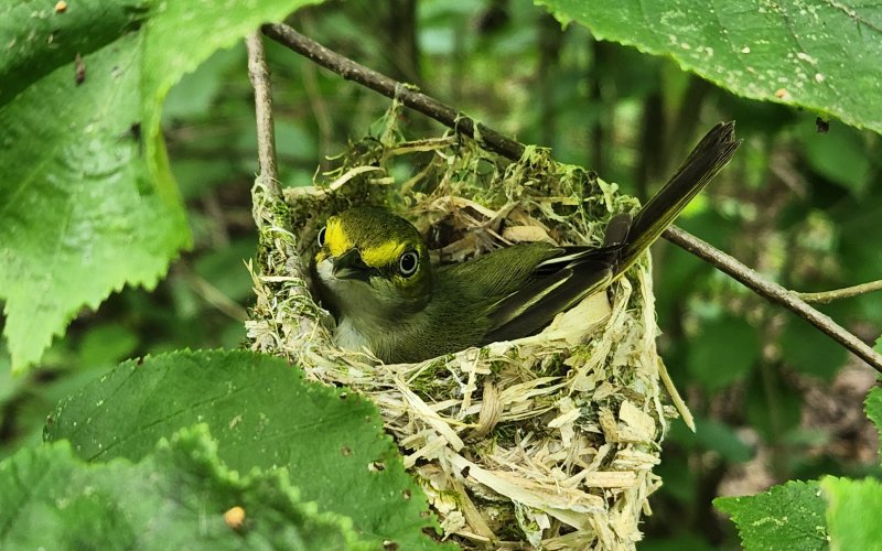 A small yellow and gray songbird is perched in a nest made of dry grass in a tree surrounded by bright green leaves. 