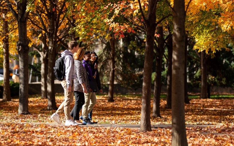 Four students walk down a path through an autumnal grove of trees.
