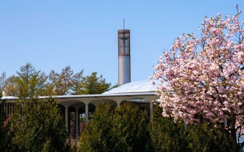 a pink flowering tree in front of the podium roof with the Carillon in the background