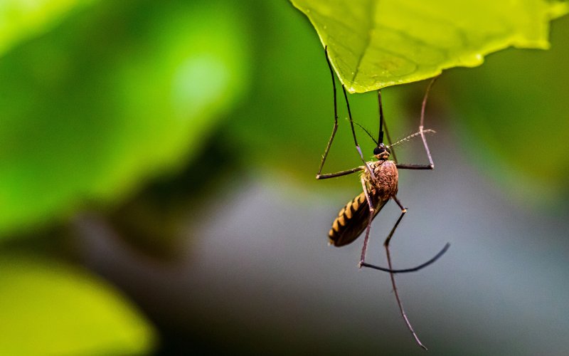 A mosquito on a leaf.