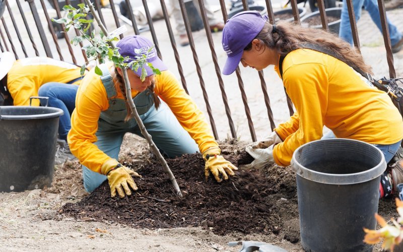 Students from the Hudson-Mohawk Climate Corps plant a tree on South Pearl Street. (