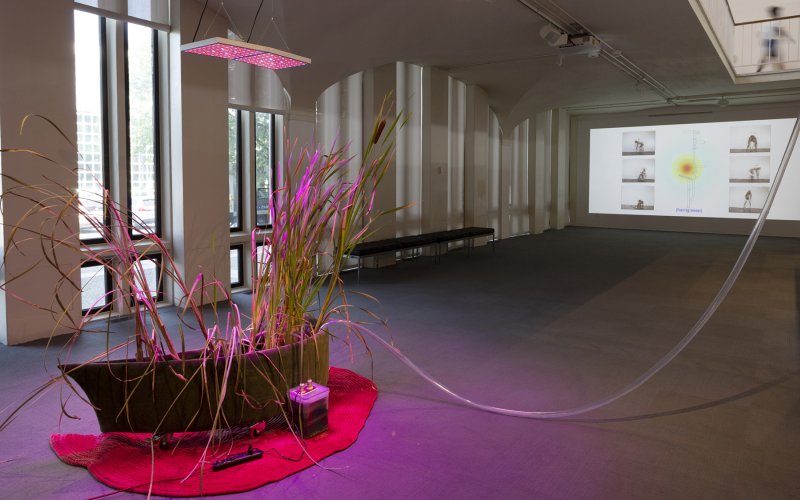A tub with some watergrass sits in the exhibition space, a hose piping water to the plant and a red light suspended above it.
