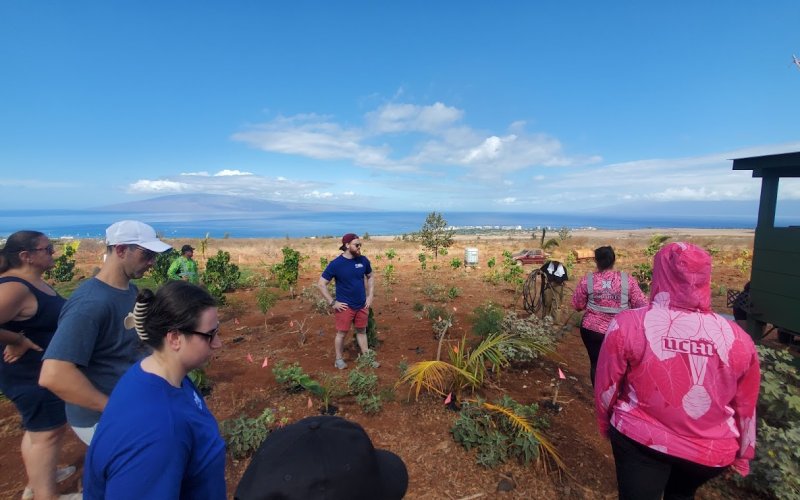 Community volunteers plant Ulu trees on a farm affected by the Lahaina fire.