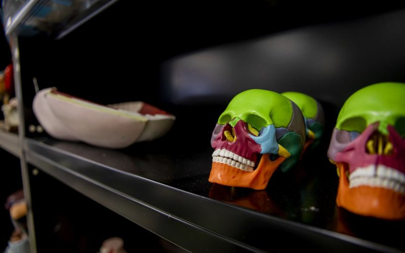 Two colorful plastic models of human skulls sit on a shelf of teaching materials in the Anatomy and Physiology Lab, part of the nursing department, at the College of Integrated Health Sciences.  