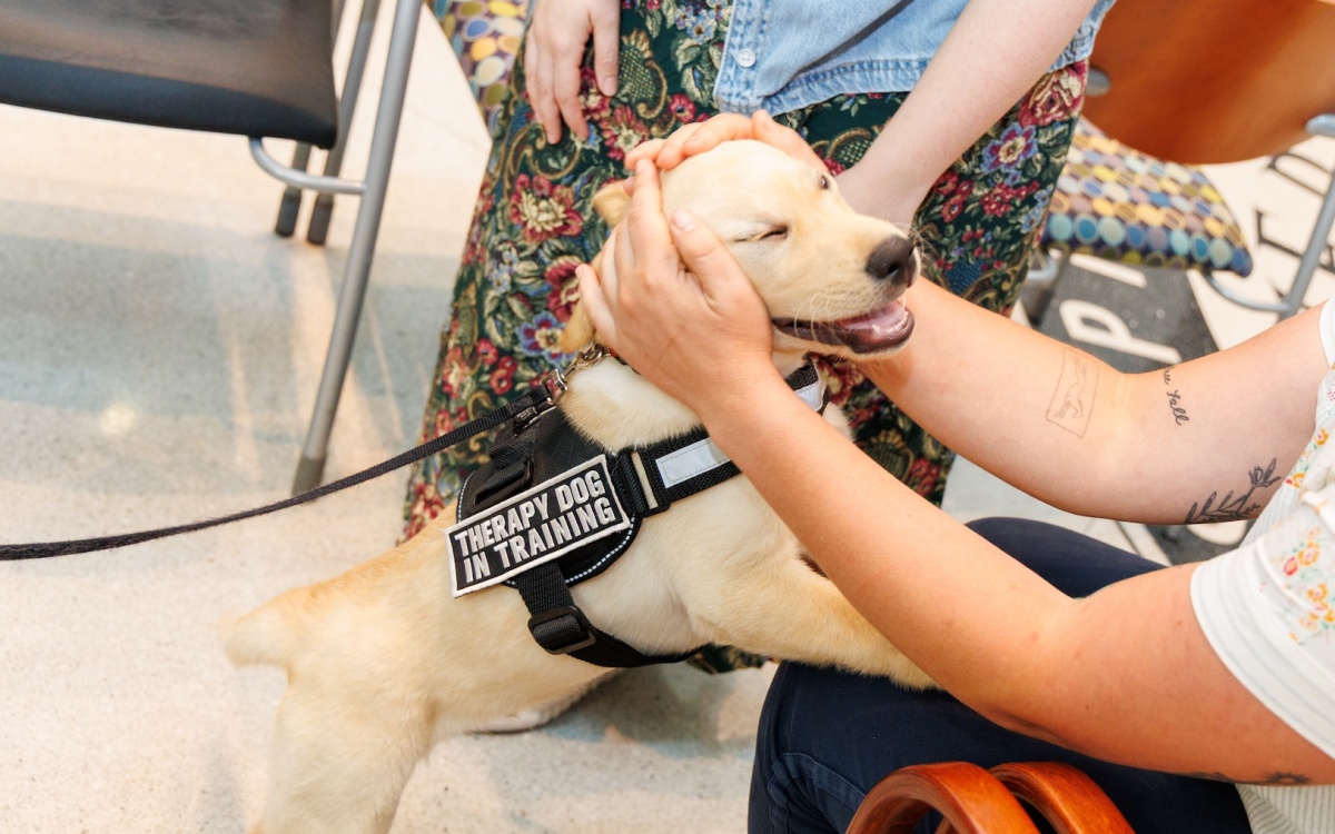 Remy, a golden retriever puppy, has the biggest, cutest doggy smile on his face as someone seated pets him. His vest reads therapy dog in training.