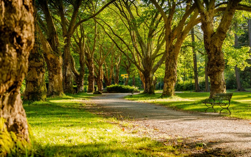 Sunlight shining on a walking path lined by large trees in a park full of greenness.