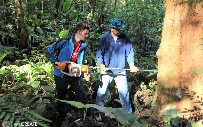 DAES postdoctoral researcher Ernesto Tejedor collects a tree core sample during the UAlbany PIRE summer program in Brazil.