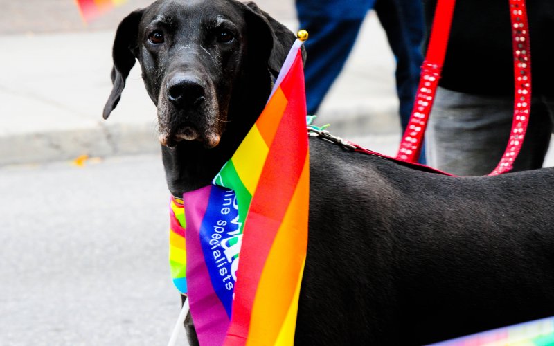 A Great Dane wearing a Pride flag