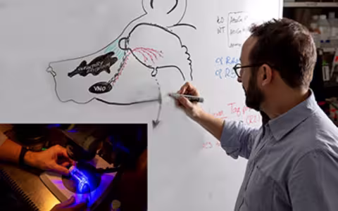 Forni Lab