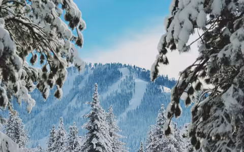 Through snow encrusted pine branches a mountain with snow trails looms in the distance