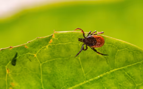 A deer tick crawls on a green leaf.