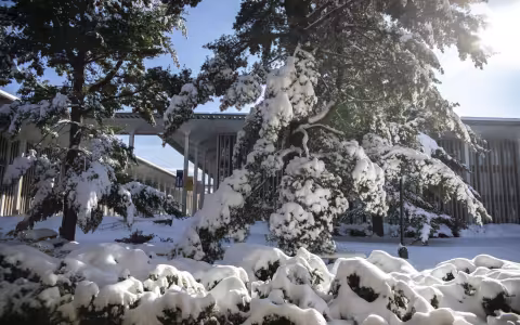 Pine trees, laden with snow, in front of an academic building on the UAlbany campus
