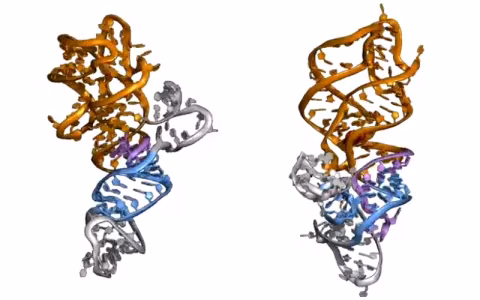 Curling blue and brown strands of genetic riboswitches.