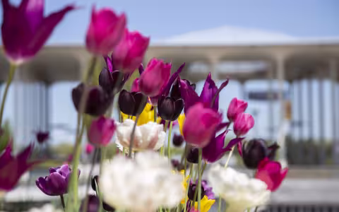 Tulips