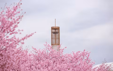 The UAlbany carillon in the background, with trees blooming with cherry blossoms in the foreground.