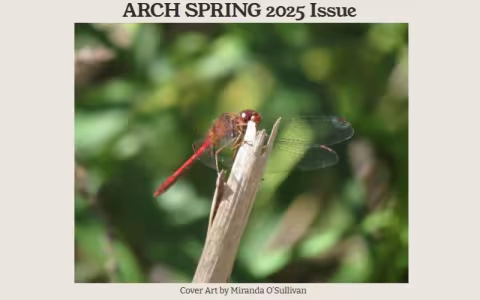 The cover of the Spring 2025 edition of the magazine ARCH with cover art by Miranda O'Sullivan featuring a dragonfly .