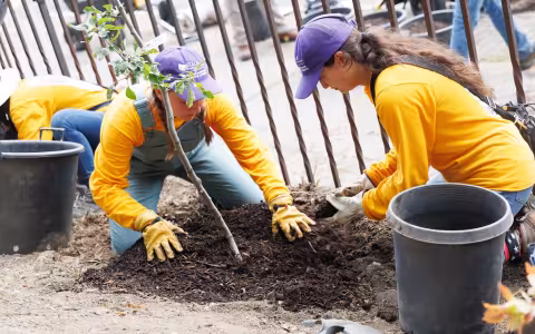 Students in purple hats and yellow shirts plant a tree on South Pearl Street.