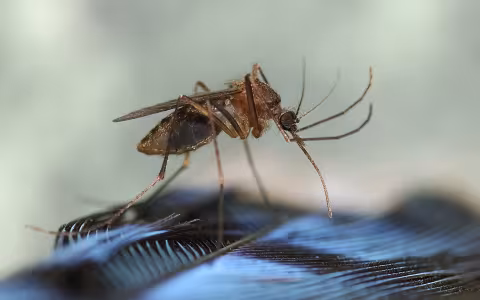 Close-up image of a brown mosquito perched on a black feather with blurred background