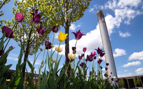 UAlbany flowers spring time water tower in background