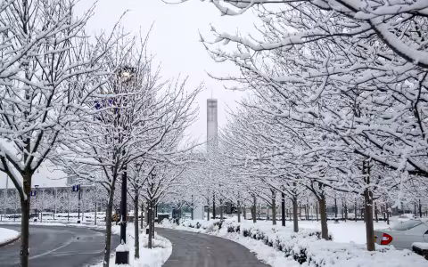 Campus is peaceful with a layer of snow covering the ground and the branches of the trees. In the distance stands Carillon Tower.