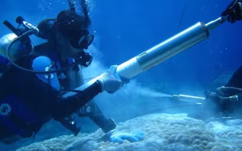 A woman scuba diving above a huge bed of coral.