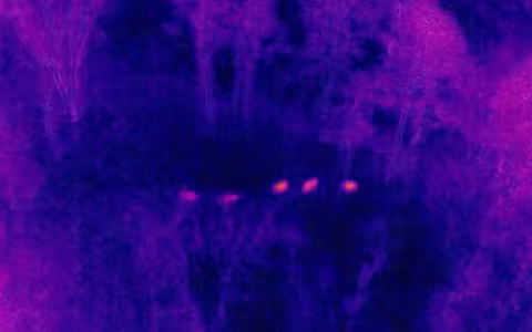 Silhouettes of five deer as seen through Plummer’s use of thermal imaging photography