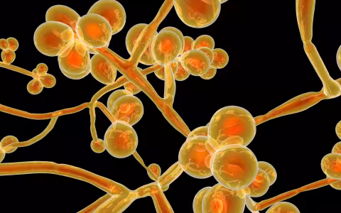 Image of a microbe underneath a microscope.