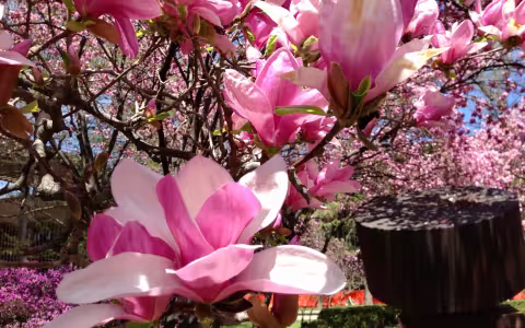 Magnolia