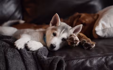 A grey and white husky puppy lays on a brown leather couch with a brown fluffy blanket, looking straight into the camera.