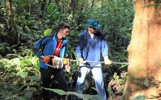 DAES postdoctoral researcher Ernesto Tejedor collects a tree core sample during the UAlbany PIRE summer program in Brazil.