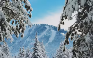 Through snow encrusted pine branches a mountain with snow trails looms in the distance