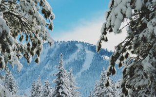 Through snow encrusted pine branches a mountain with snow trails looms in the distance