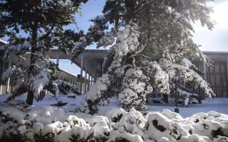 Pine trees, laden with snow, in front of an academic building on the UAlbany campus