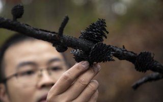 A researcher holds a branch with a pine cone that was part of a controlled burn.