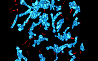 Annalisa Scimemi studies electrical activity of the brain. This image is from that work, and shows two cellular structures in the brain that this new research will focus on. The featured structures are astrocytes, which, in the image, look like amorphous blue blobs, and synapses, which are smaller than the astrocytes and look like red flecks. The shapes are scattered together across a black background, like cellular confetti. 