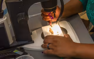 A pair of hands can be seen holding a slide topped with tiny materials as it glows beneath an orb of light coming from a microscope.