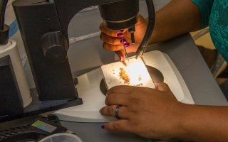 A pair of hands can be seen holding a slide topped with tiny materials as it glows beneath an orb of light coming from a microscope.