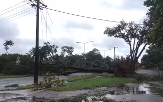 A downed tree damages power lines following a severe storm.