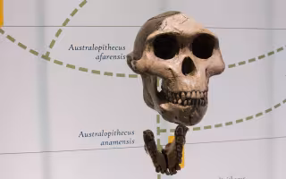 A picture of a skull of Australopithecus afarensis from the Museum of Natural History with the name of the skull in the background along with several dotted lines.