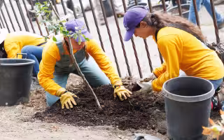 Students in purple hats and yellow shirts plant a tree on South Pearl Street.