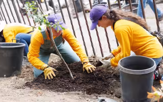 UAlbany students wearing purple hats and yellow shirts plant a tree on South Pearl Street.
