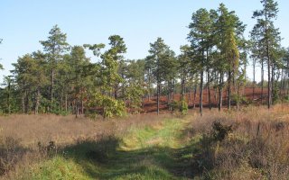 The Albany Pine Barrens University at Albany neighbor